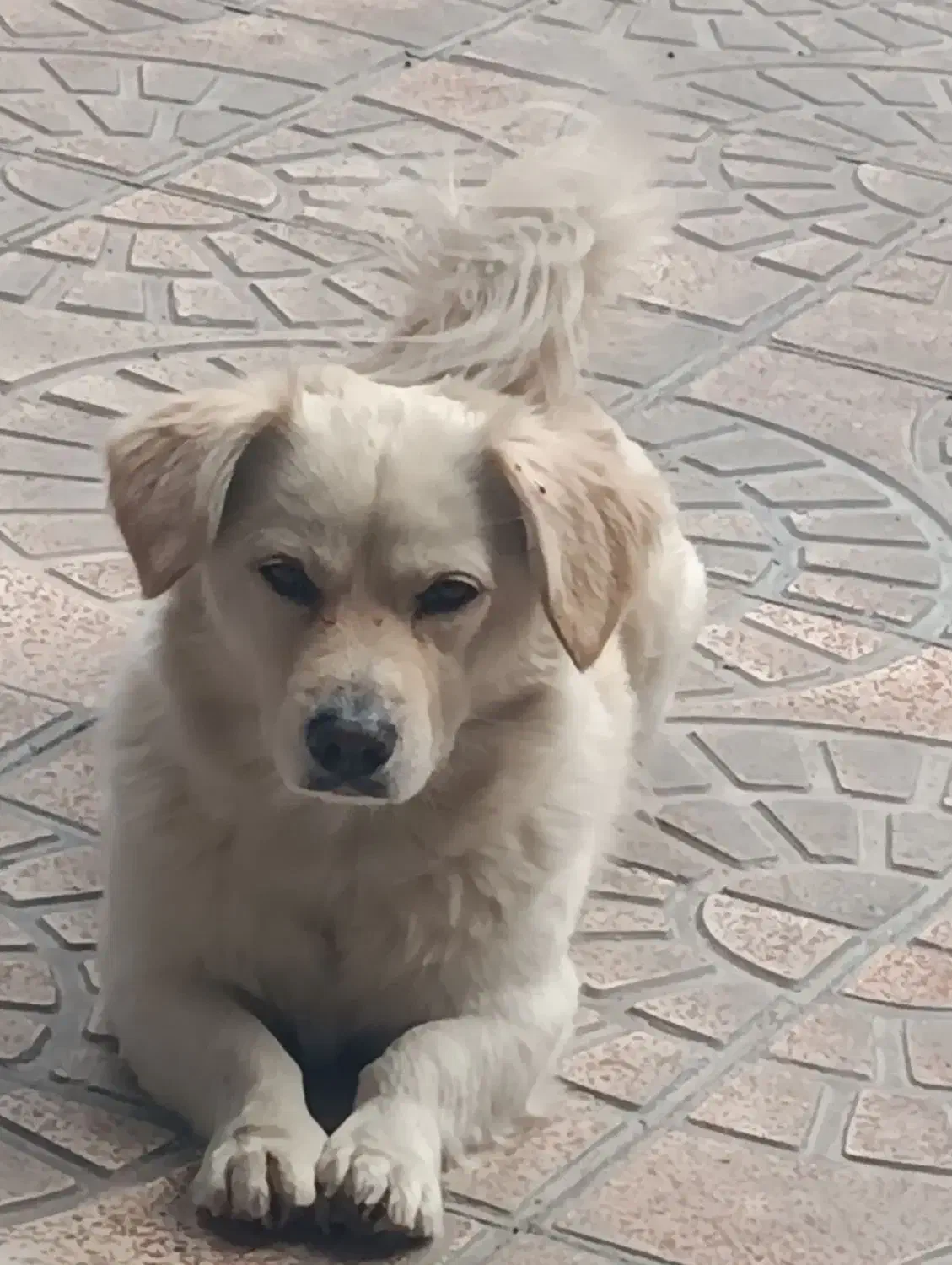 سگ تربیت شده|سگ|پردیس, فاز ۲|دیوار