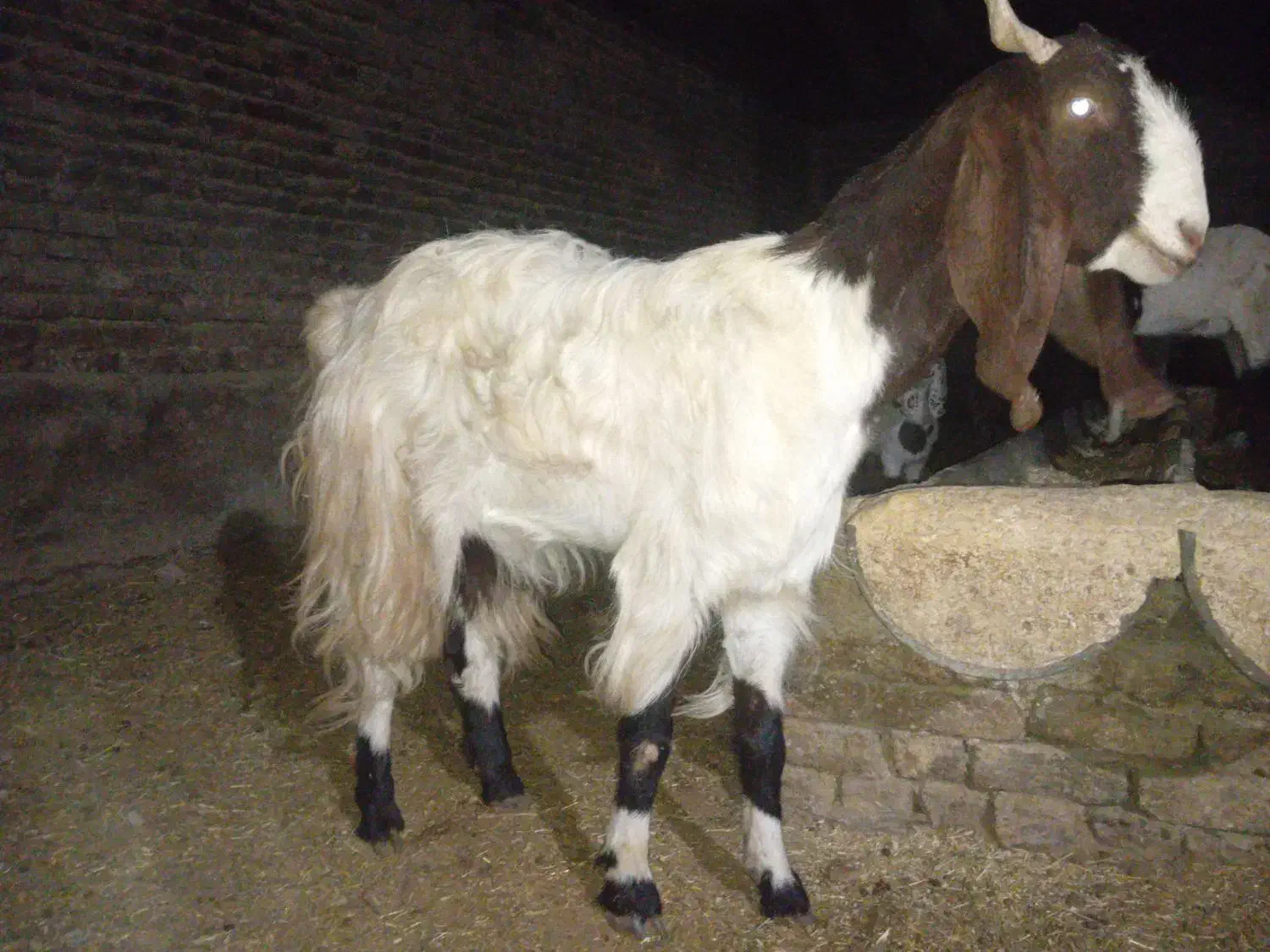 شکم دووم 3قلوزا|حیوانات مزرعه|الیگودرز, |دیوار