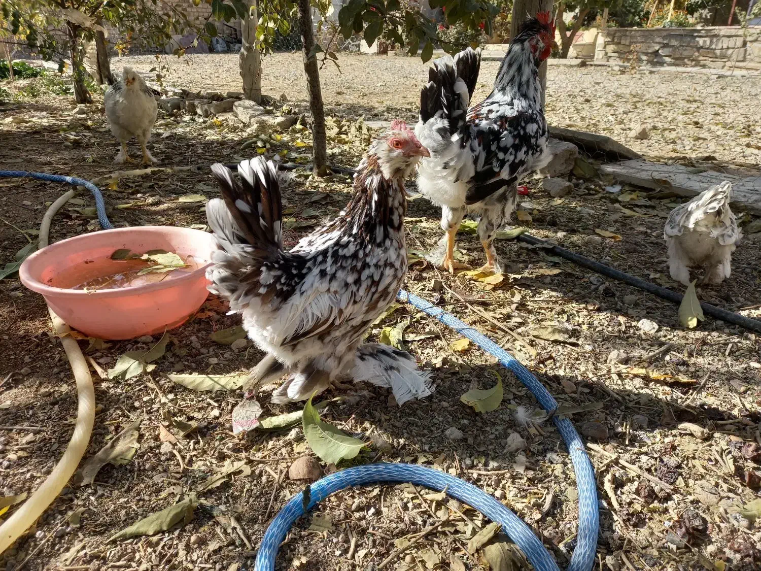 ۱۰عدد مرغ خروس یوسل بلژیکی ۲عدد گلین|پرنده|درگزین, |دیوار