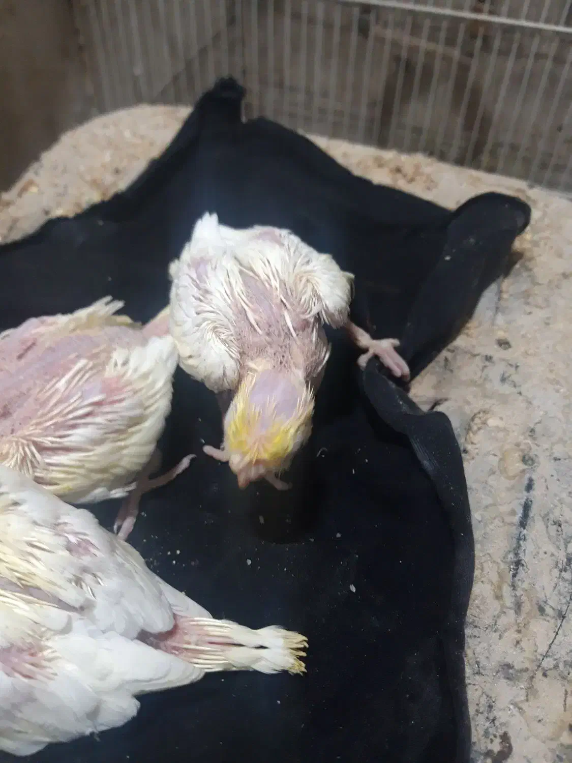 عروس هلندی سرلاکی|پرنده|رشتخوار, |دیوار