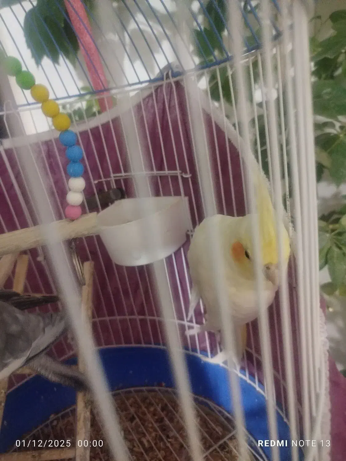 عروس هلندی سخنگو|پرنده|مراغه, |دیوار