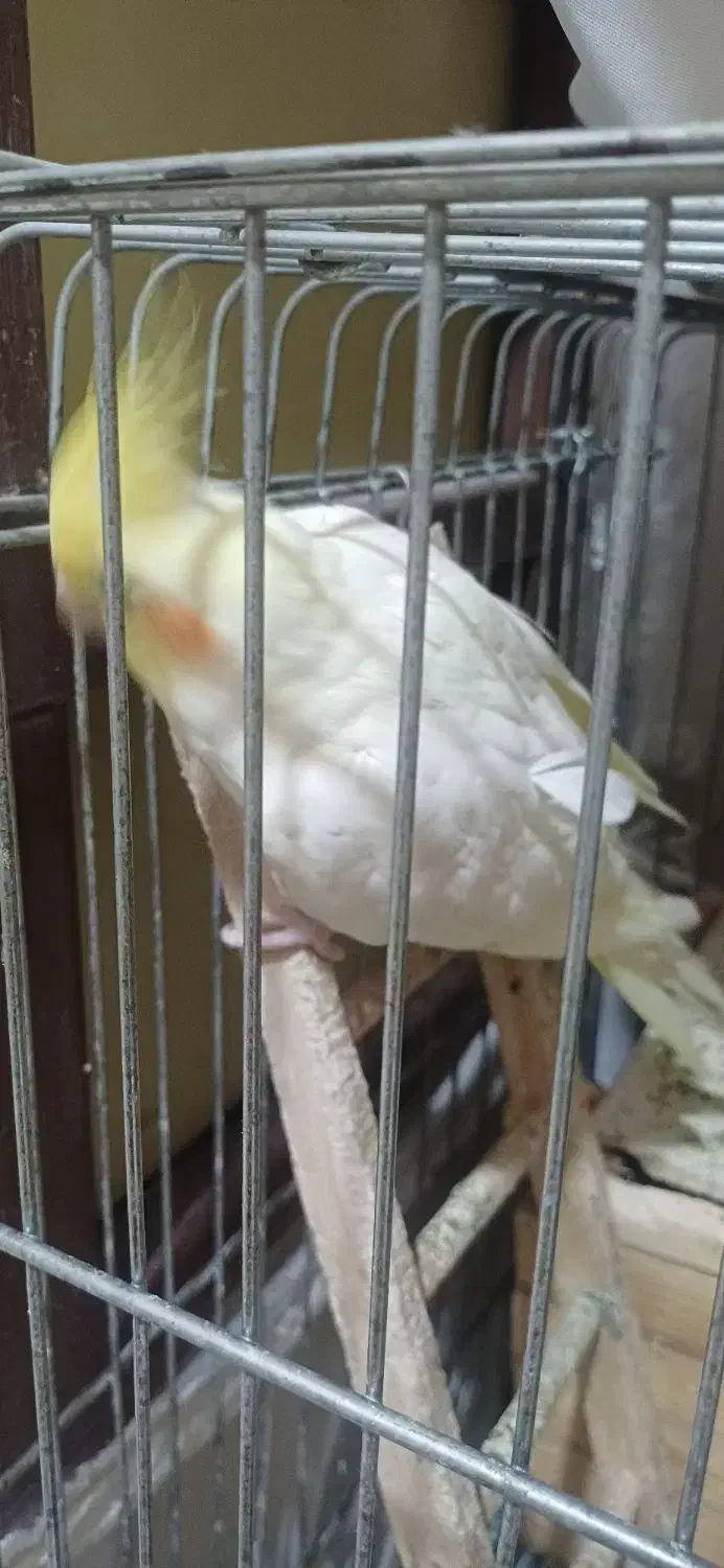 عروس هلندی مولد|پرنده|ری, جوانمرد قصاب|دیوار