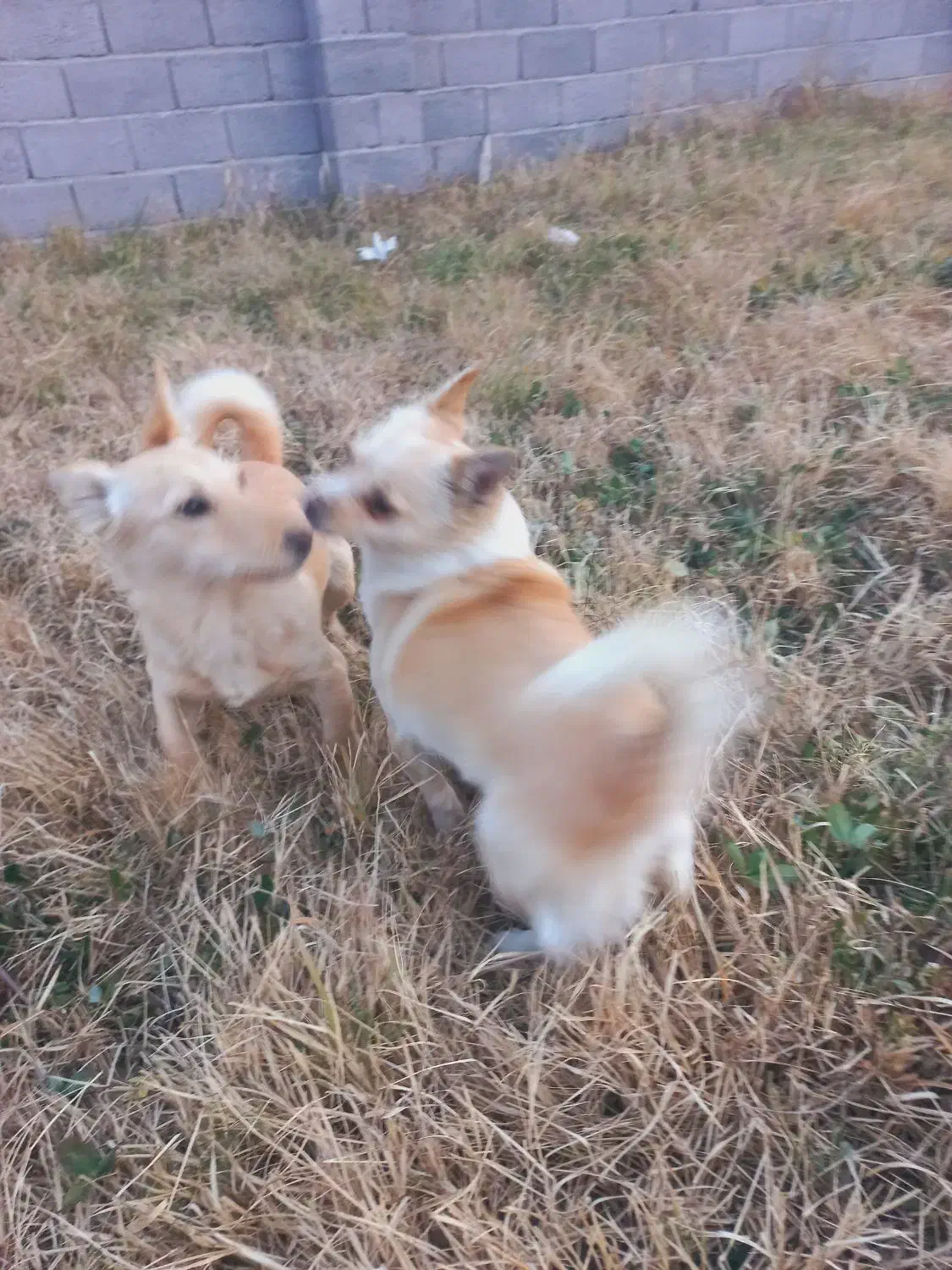 باسلام چهار قلاده پاکوتاه سگ|سگ|ارومیه, |دیوار