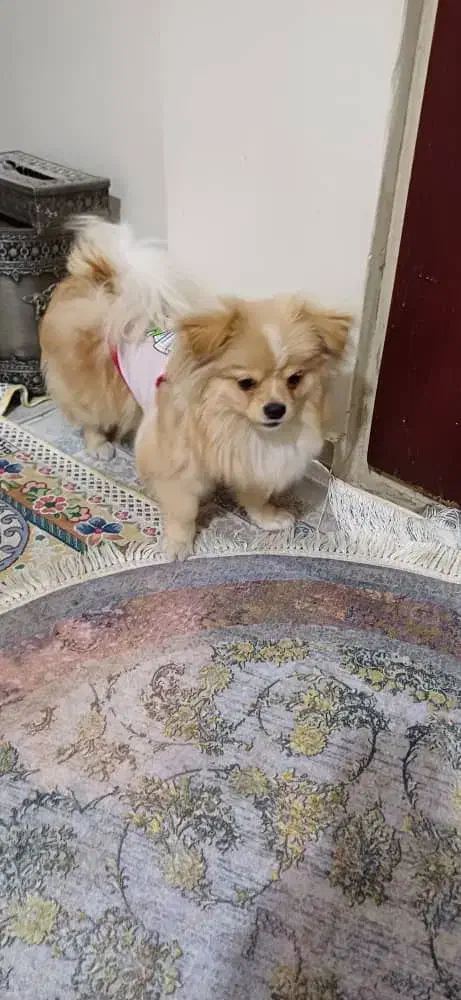 سگ پامرانین نر آموزش دیده|سگ|تهران, کیانشهر|دیوار