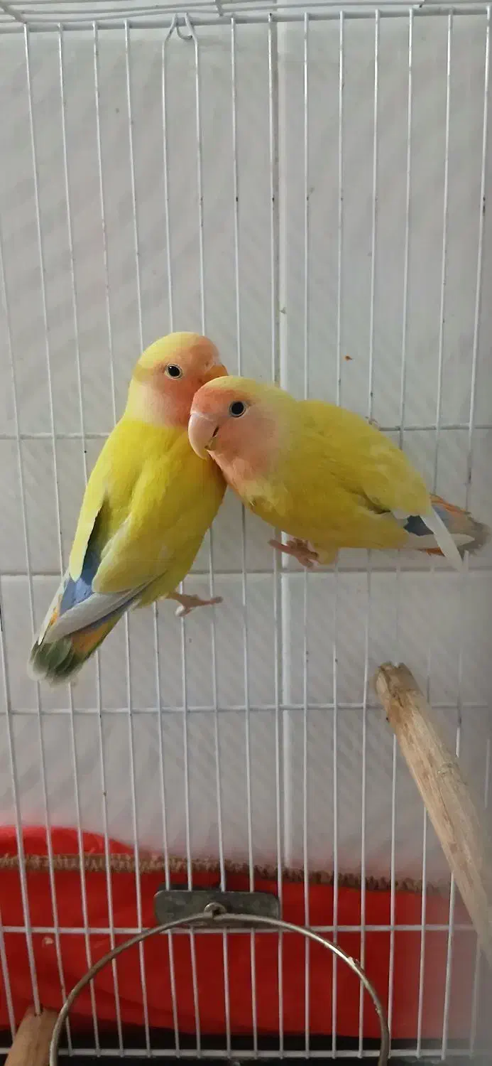 طوطی برزیلی|پرنده|قم, قلعه عموحسین|دیوار