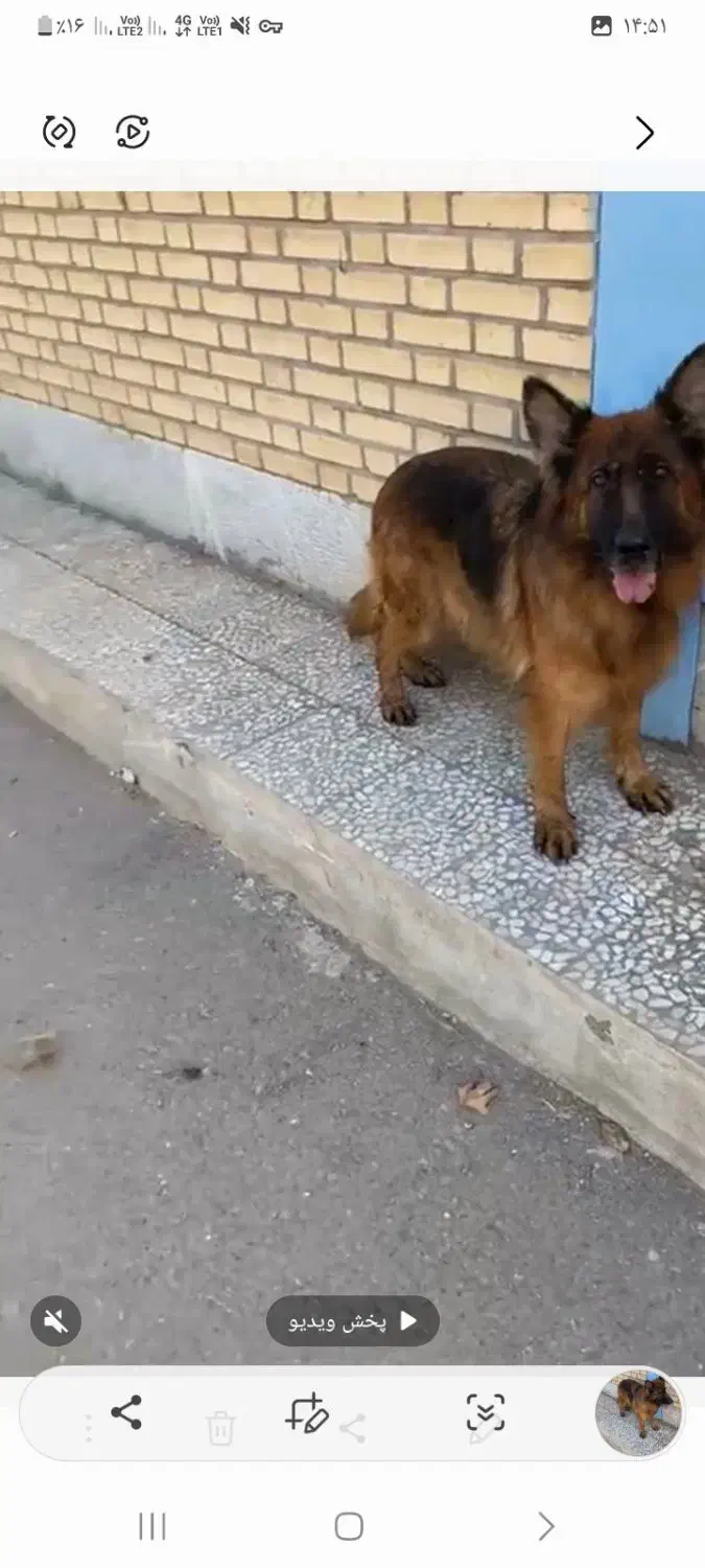 ماده شولاین توله داده فقط تماس|سگ|چهارباغ, |دیوار