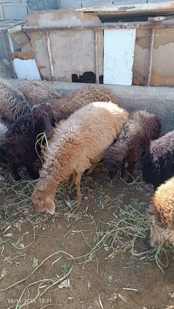 فروش گوسفند ماده ونر|حیوانات مزرعه|سمنان, |دیوار