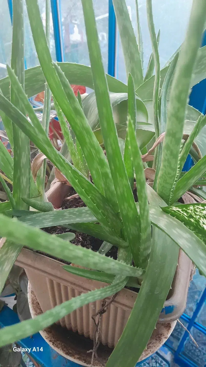 سلام عزیزم گل هافروشی هستن|گل و گیاه طبیعی|رحیم‌آباد, |دیوار