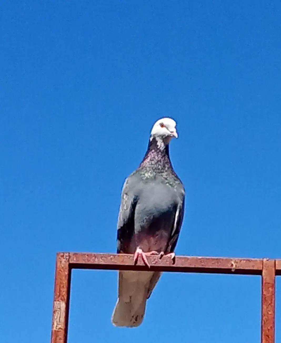 کبوتر پلنگ|پرنده|بم, |دیوار