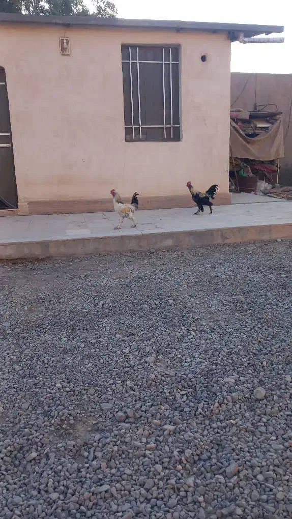 خروس|حیوانات مزرعه|قم, علی آباد سعدگان|دیوار