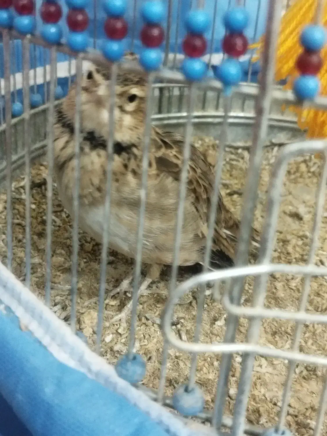 سهره خاکی|پرنده|بروجن, |دیوار