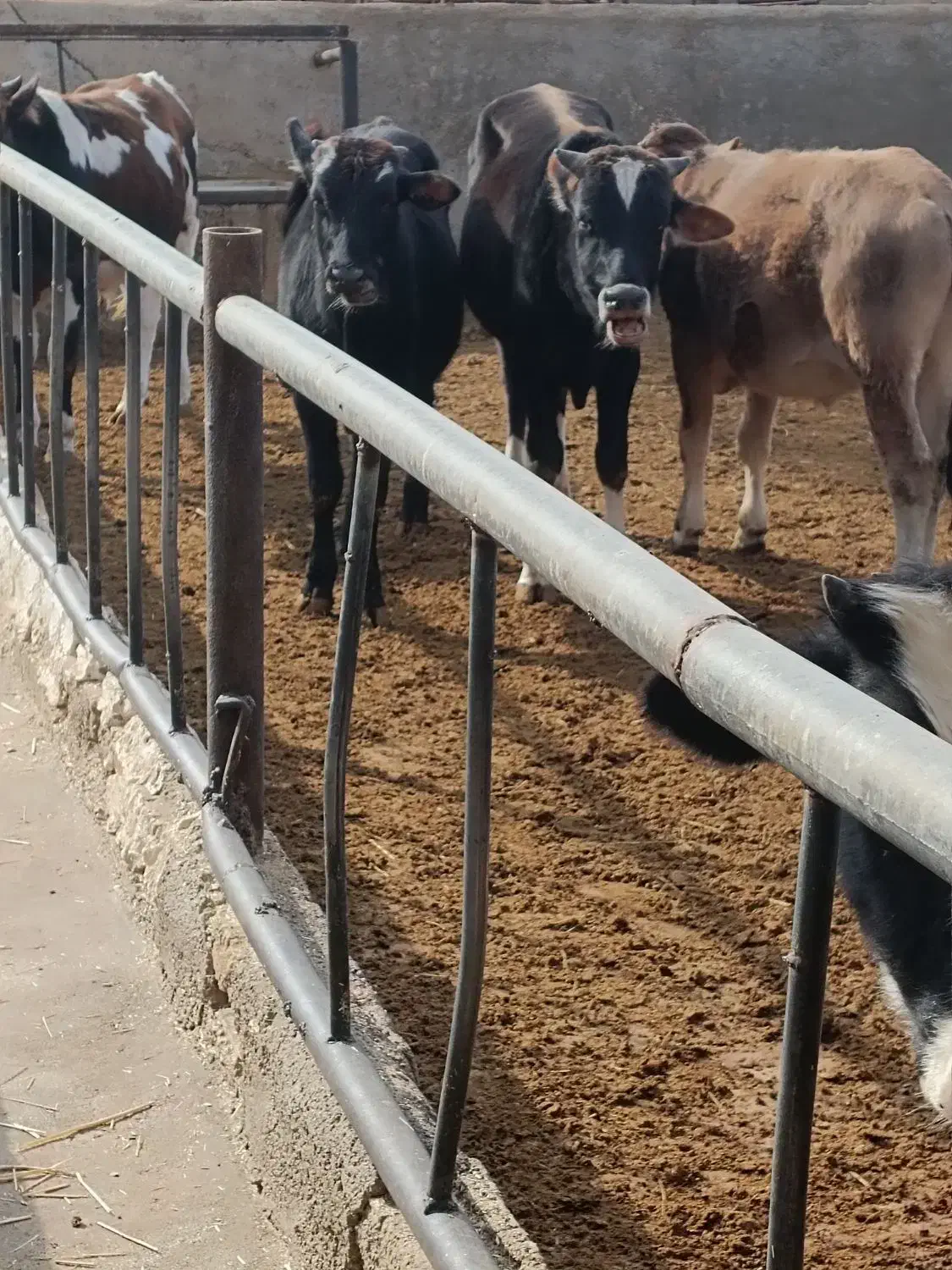 گوساله کردی دورگ لاغر فروشی|حیوانات مزرعه|تهران, مسعودیه|دیوار