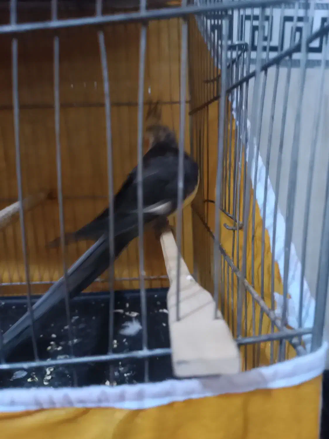 عروس هلندی سخنگو دستی|پرنده|پاکدشت, پاکدشت (مامازند)|دیوار