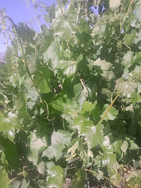 برگ دولمی|گل و گیاه طبیعی|فیروزآباد (لرستان), |دیوار