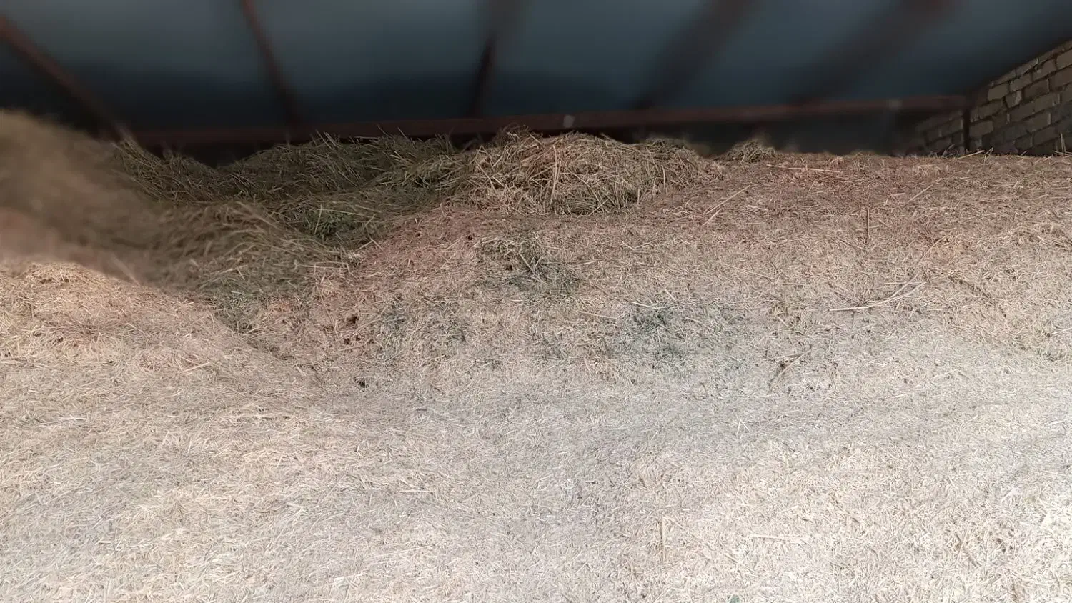 سلام فروش کاه درجه یک|خدمات باغبانی و درختکاری|سیلاخور, |دیوار