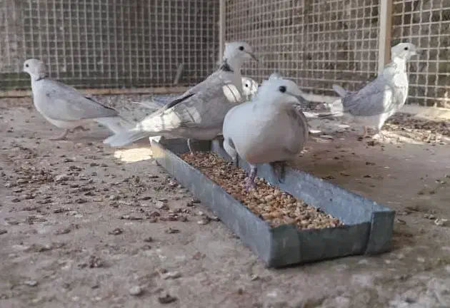 پرنده خانگی کلاهی (سیلور)|پرنده|رویدر, |دیوار