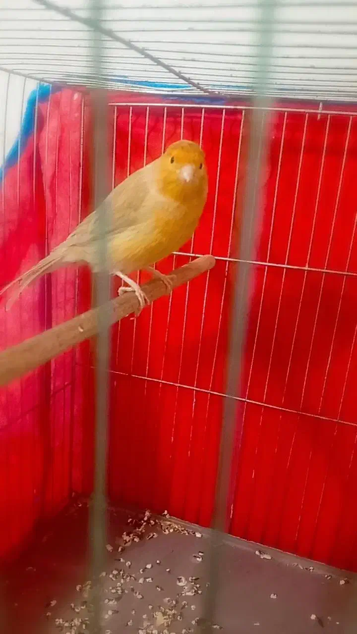 قناری|پرنده|کرمان, |دیوار