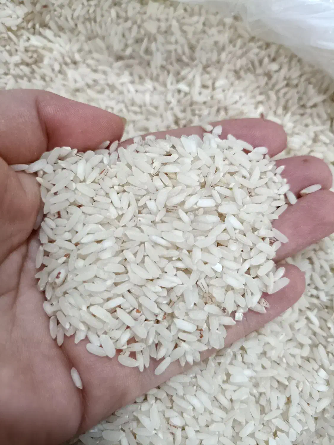 برنج سوسن|خوردنی و آشامیدنی|ایذه, |دیوار