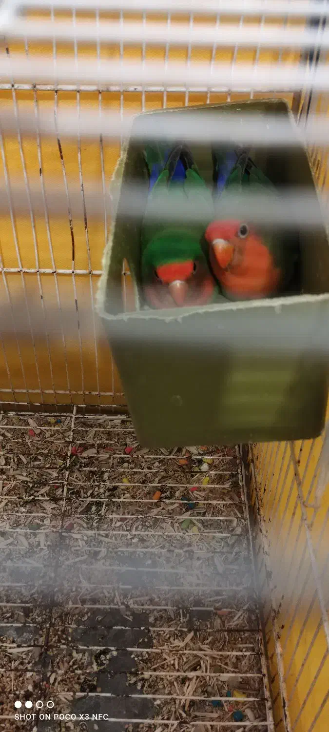 دوعددطوطی  کوتوله بجستان|پرنده|بجستان, |دیوار