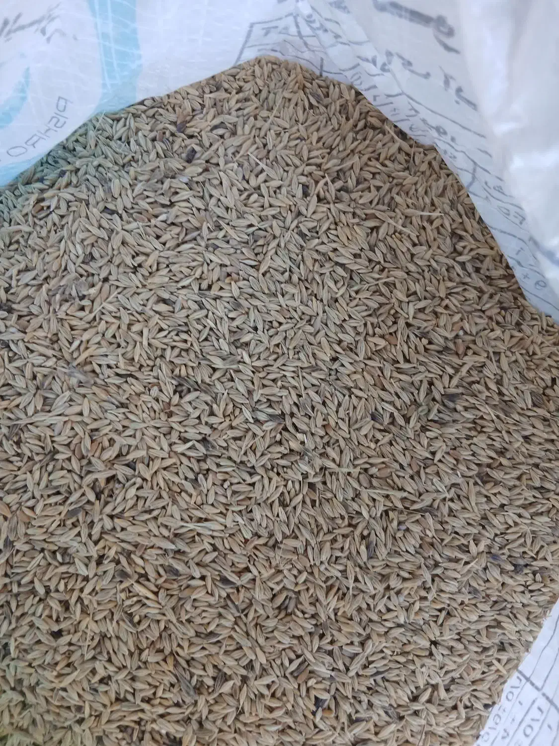 جو محلی|گل و گیاه طبیعی|چمران, |دیوار