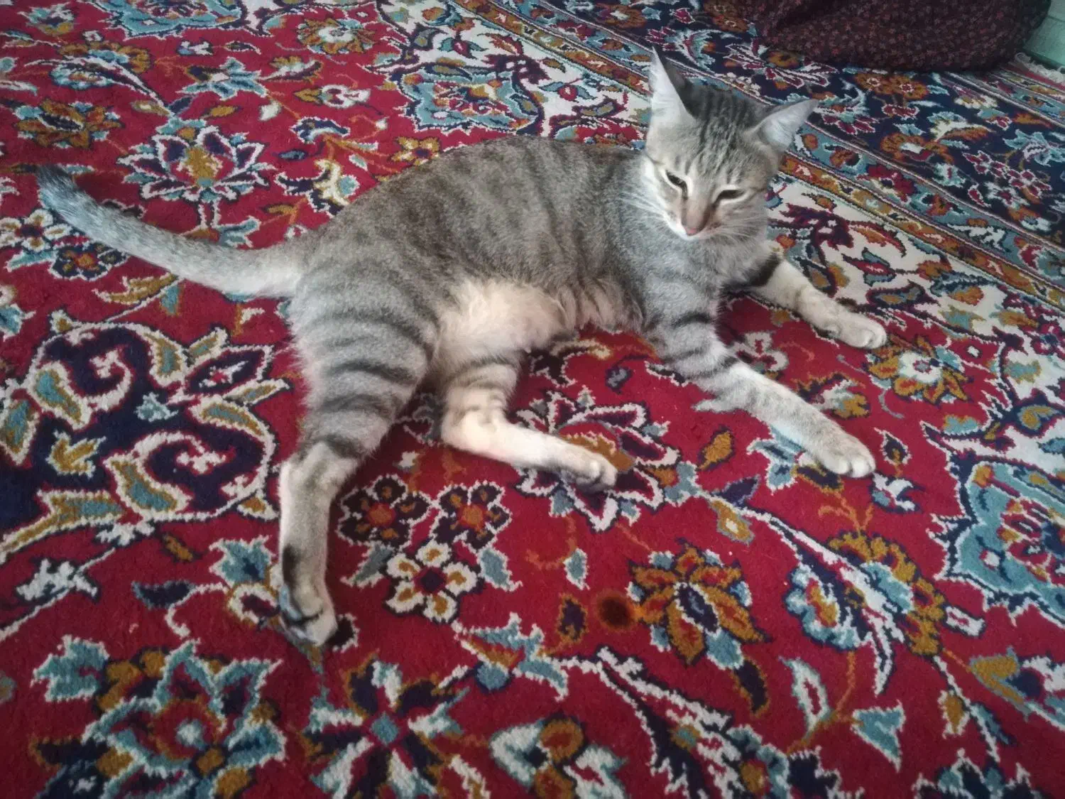 گمشده|حیوانات|برازجان, |دیوار