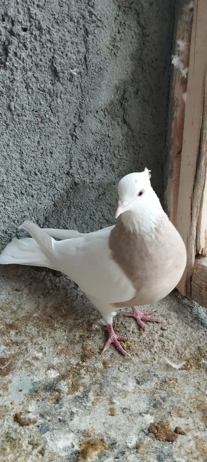 طوقی  سینه سیاه|پرنده|شهرضا, |دیوار