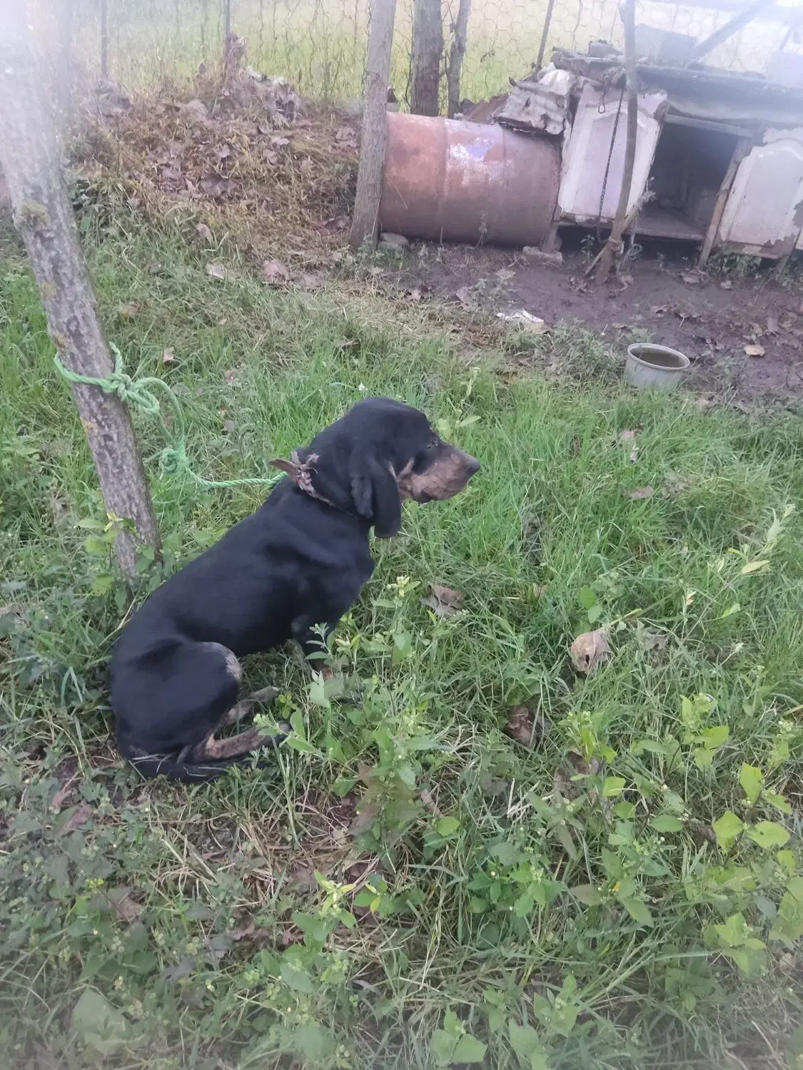 سگ ماده شکاری پوینتر املش|سگ|املش, |دیوار