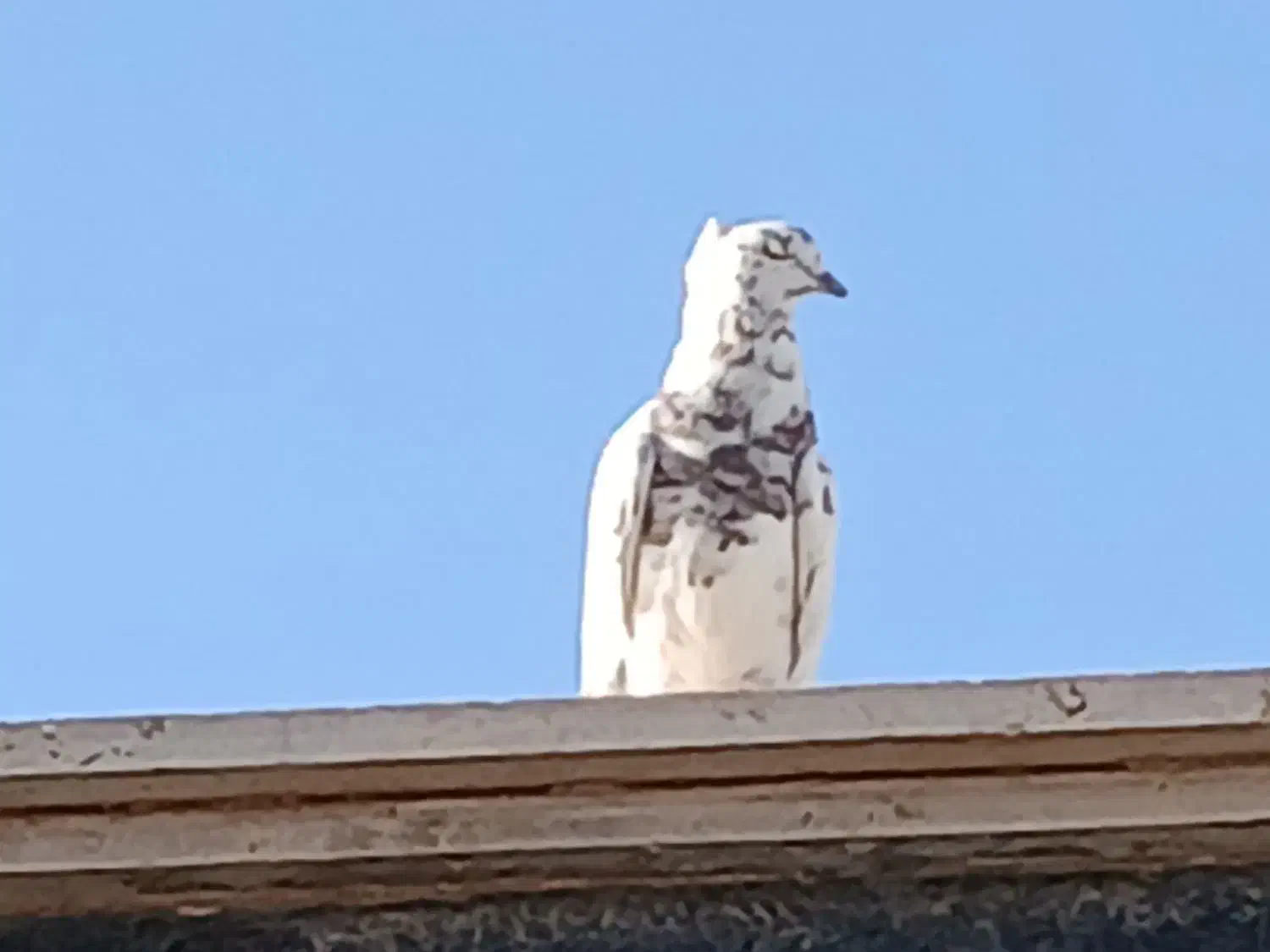 کفتر...|پرنده|قائن, |دیوار