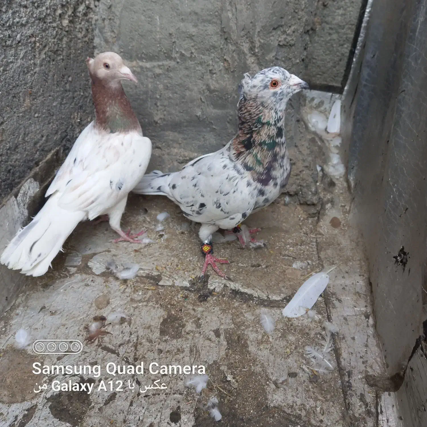 کبوتر پرشی و جفتگاه عطیقه|پرنده|اسفراین, |دیوار