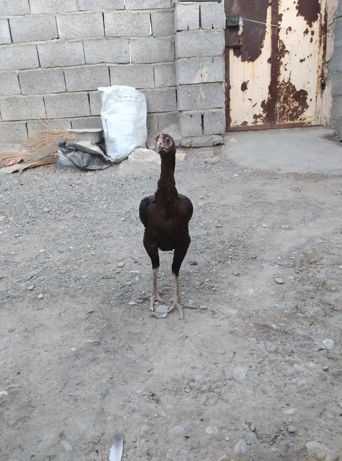 خروس|پرنده|میناب, |دیوار