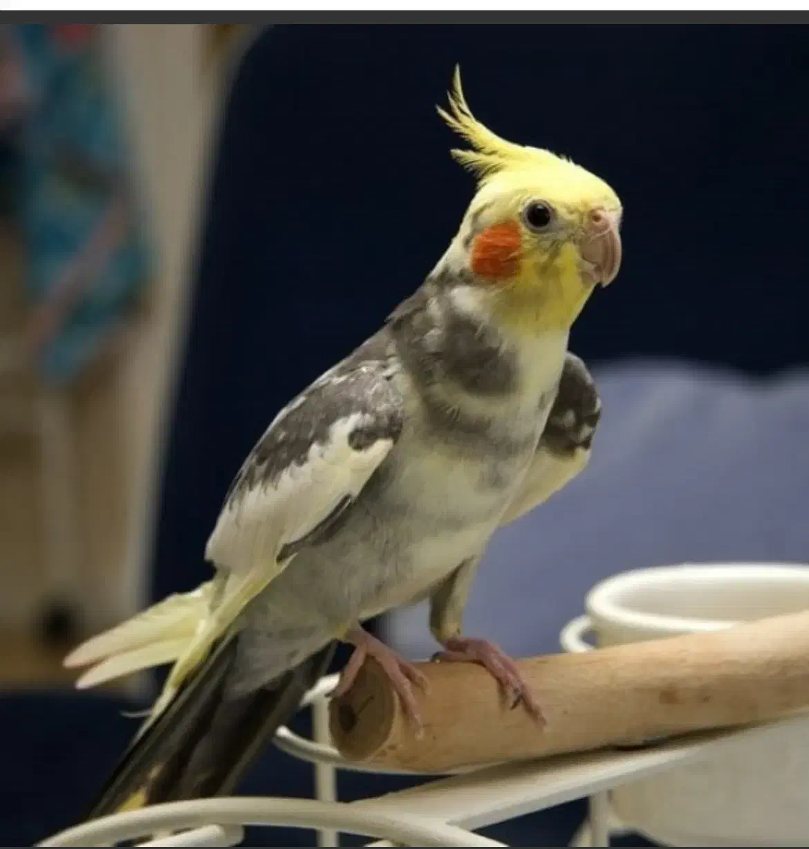 فروش عروس هلندی|پرنده|ساری, |دیوار