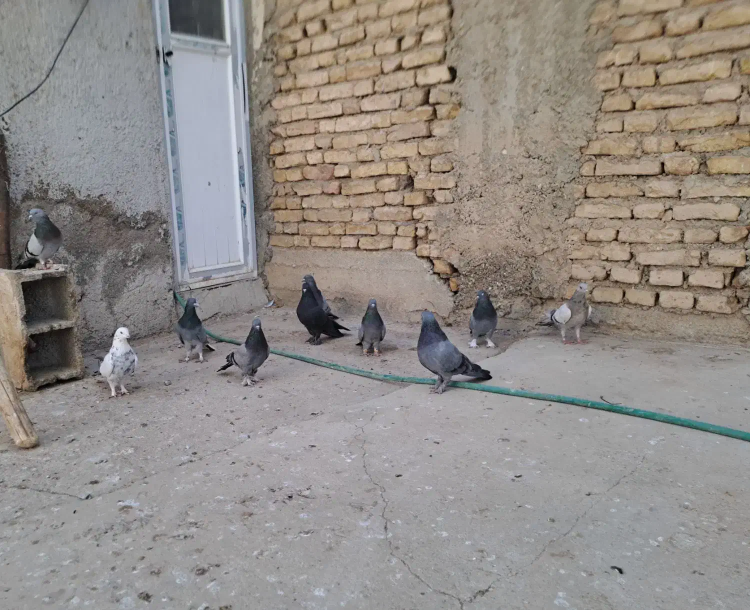 کبوتر پر روزگاری|پرنده|لاران, |دیوار