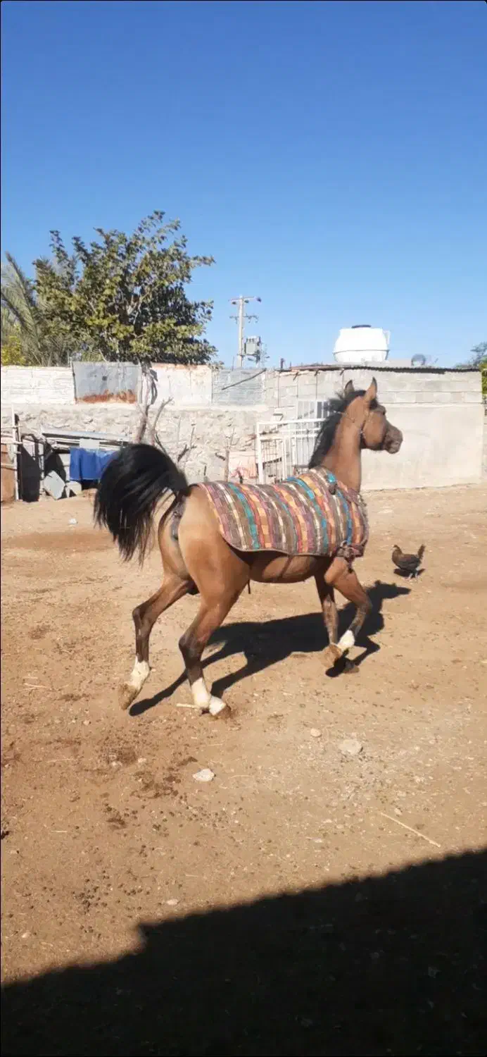 فروش مادیون درهشور|اسب و تجهیزات اسب‌سواری|داراب, |دیوار