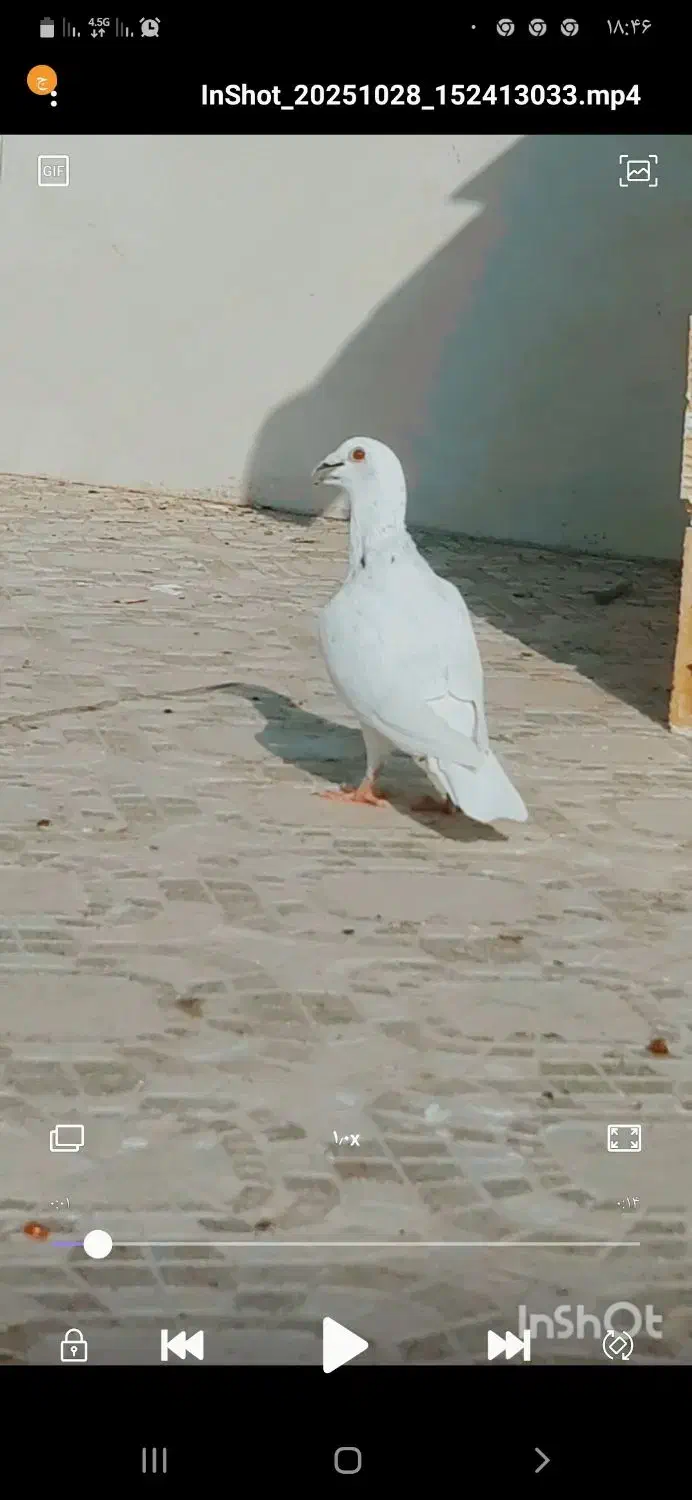 کبوتر|پرنده|قائن, |دیوار