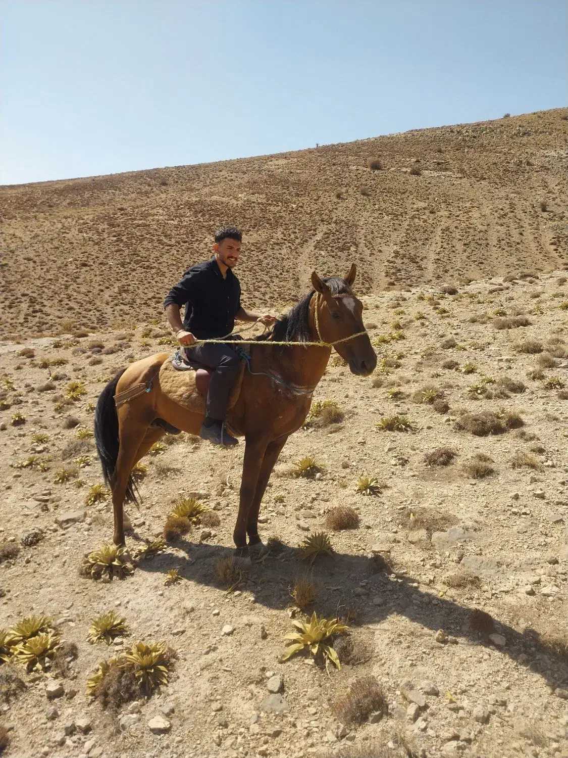 اسب نر|اسب و تجهیزات اسبسواری|شیروان (خراسان), |دیوار