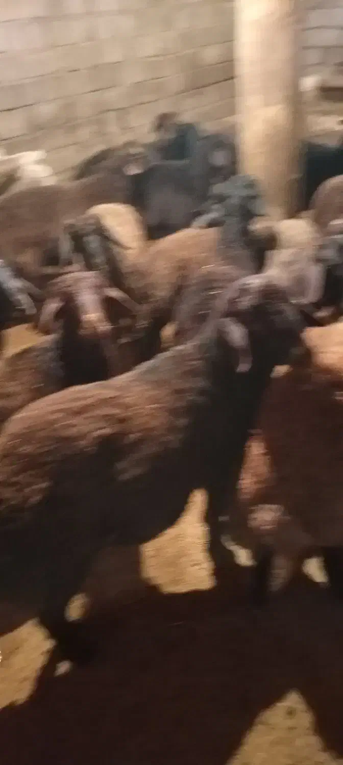 30راس بره نر پرواری|حیوانات مزرعه|باغ حلی, |دیوار