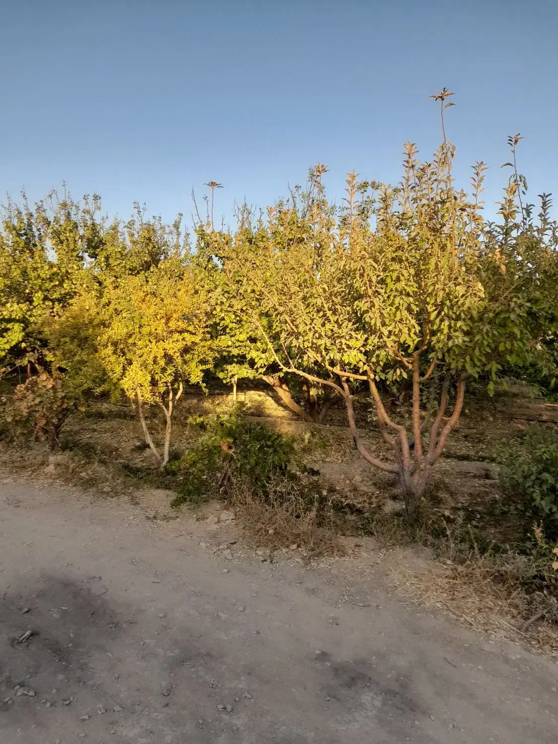 سلام یک قطعه باغ فروش می‌رود|فروش دفتر صنعتی، کشاورزی، تجاری|آباده, |دیوار