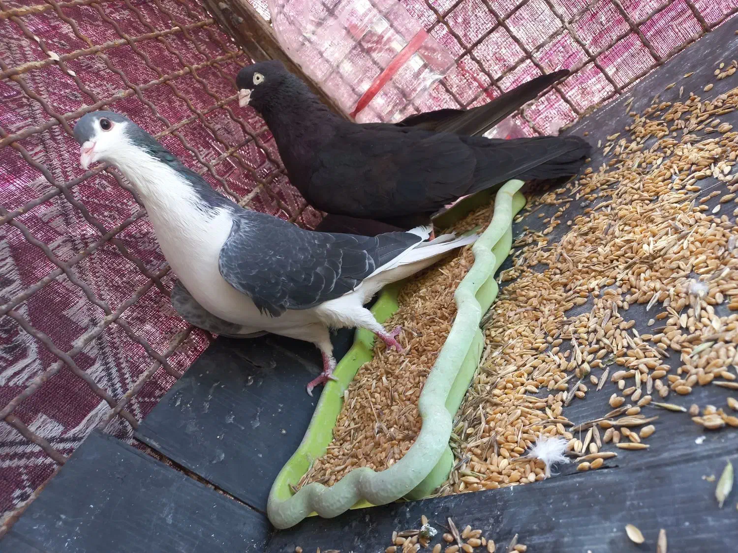 بدرنگ|پرنده|پیر بکران, |دیوار