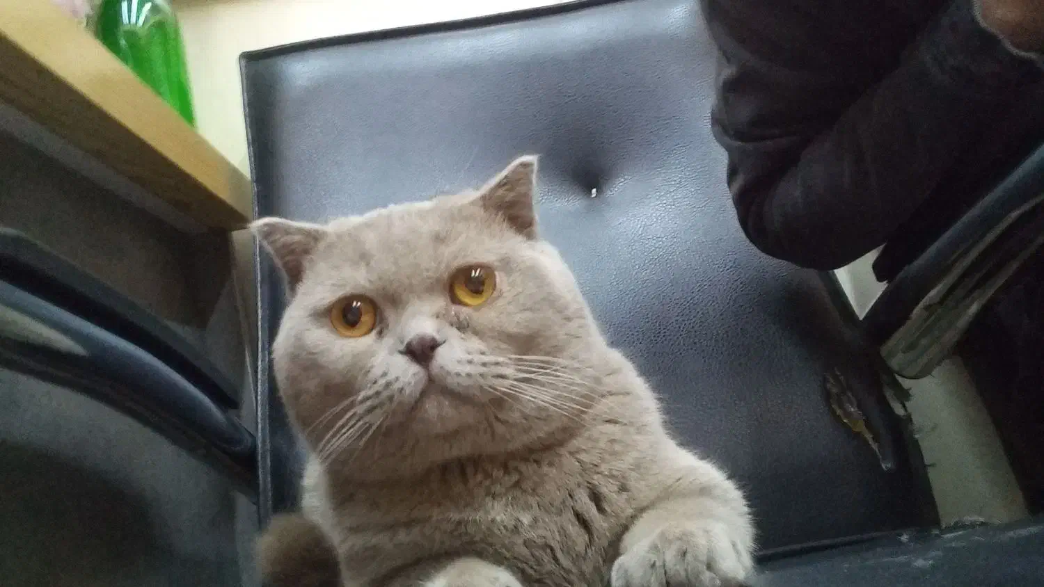 گربه اسکاتیش|گربه|شهریار, ابراهیم‌آباد|دیوار