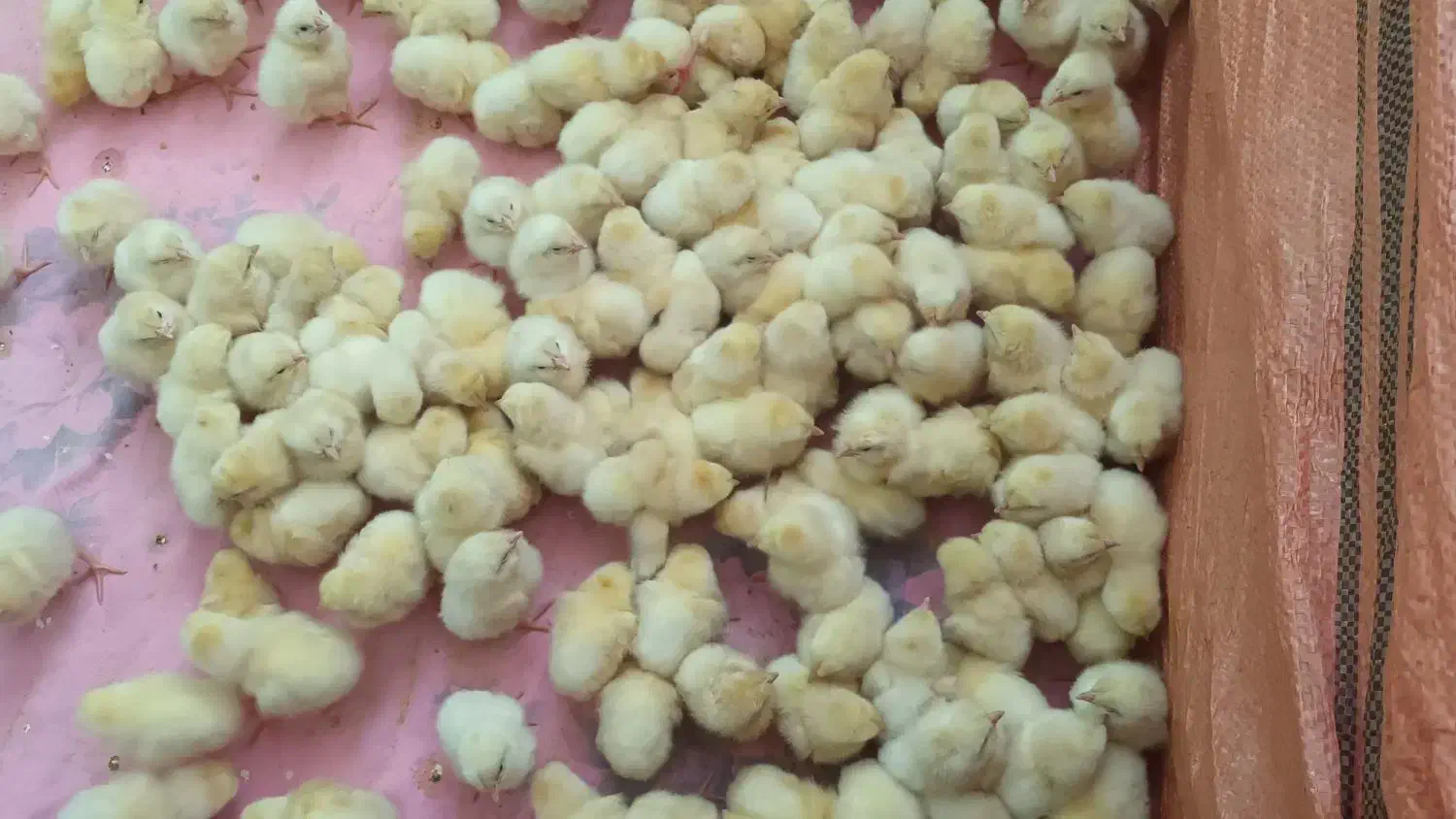 فروش جوجه محلی و مصنوعی|حیوانات مزرعه|دهدشت, |دیوار