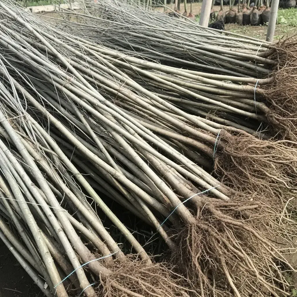 نهال سپیدار سریع‌الرشد برای فضای سبز و زراعت چوب|گل و گیاه طبیعی|صحنه, |دیوار