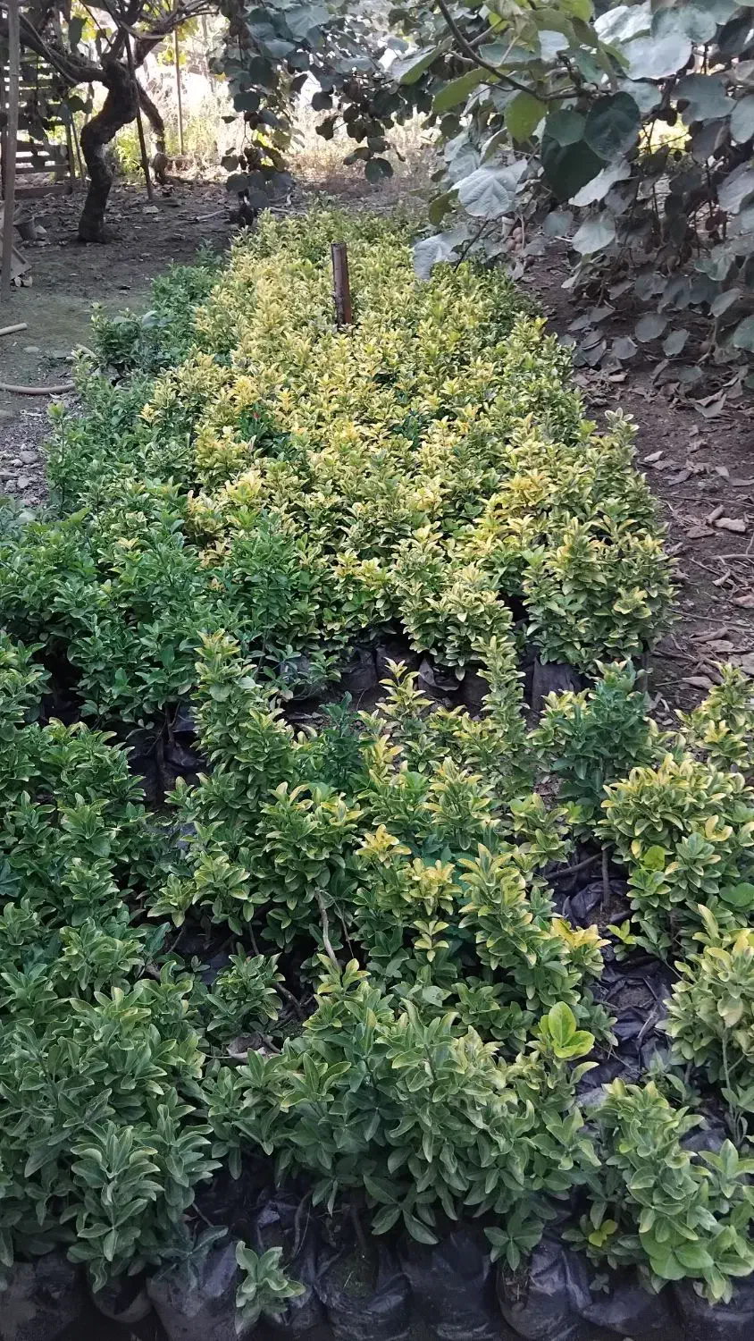 شمشاد طلایی|گل و گیاه طبیعی|خرمآباد (تنکابن), |دیوار