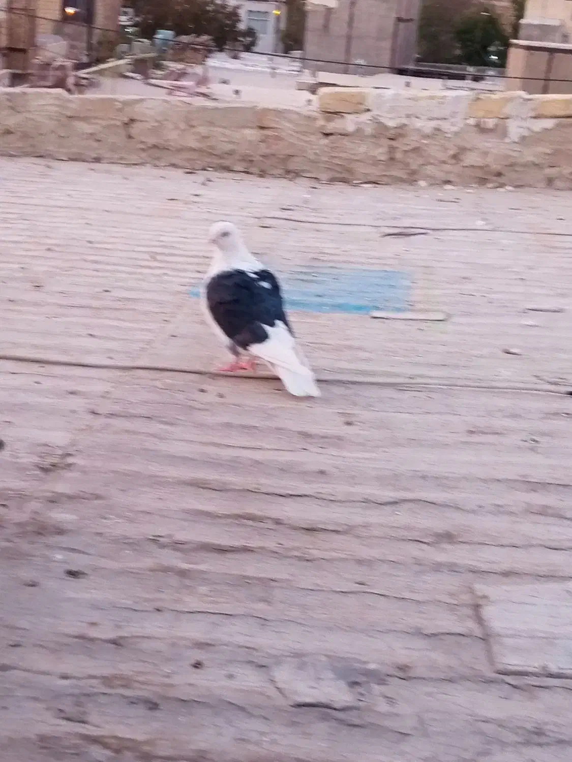 فروش دوتا کبوتر ماده با یه جوجه چای رام|پرنده|الوند, |دیوار