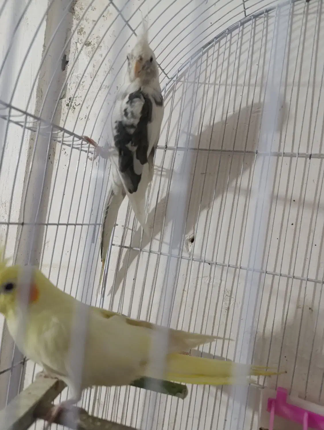 عروس هلندی|پرنده|قم, علی آباد|دیوار