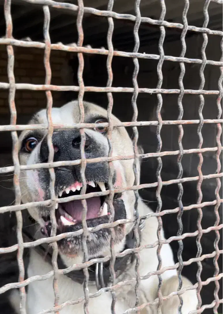 سگ نگهبان|سگ|کهریزک, |دیوار