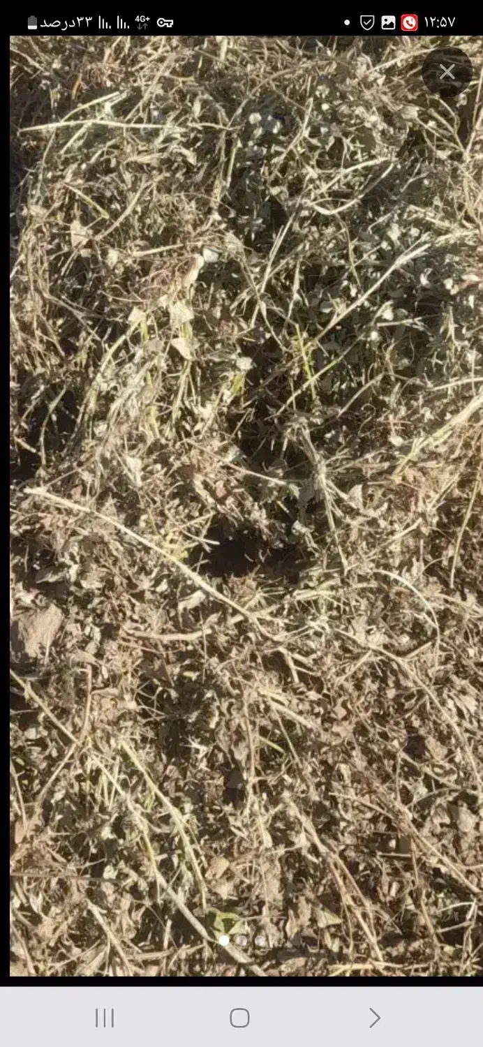 یونجه‌ بادام‌ زمینی|لوازم جانبی حیوانات|اصفهان, قهاب جنوبی|دیوار