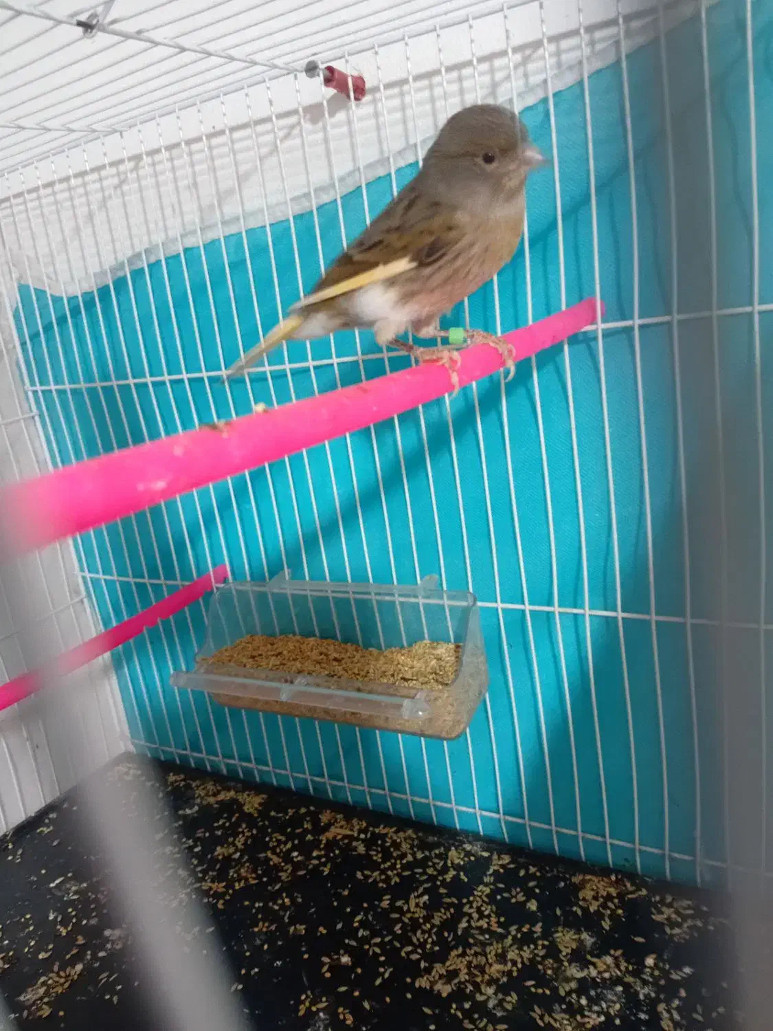 قناری نر ریزه خون|پرنده|بندرعباس, |دیوار