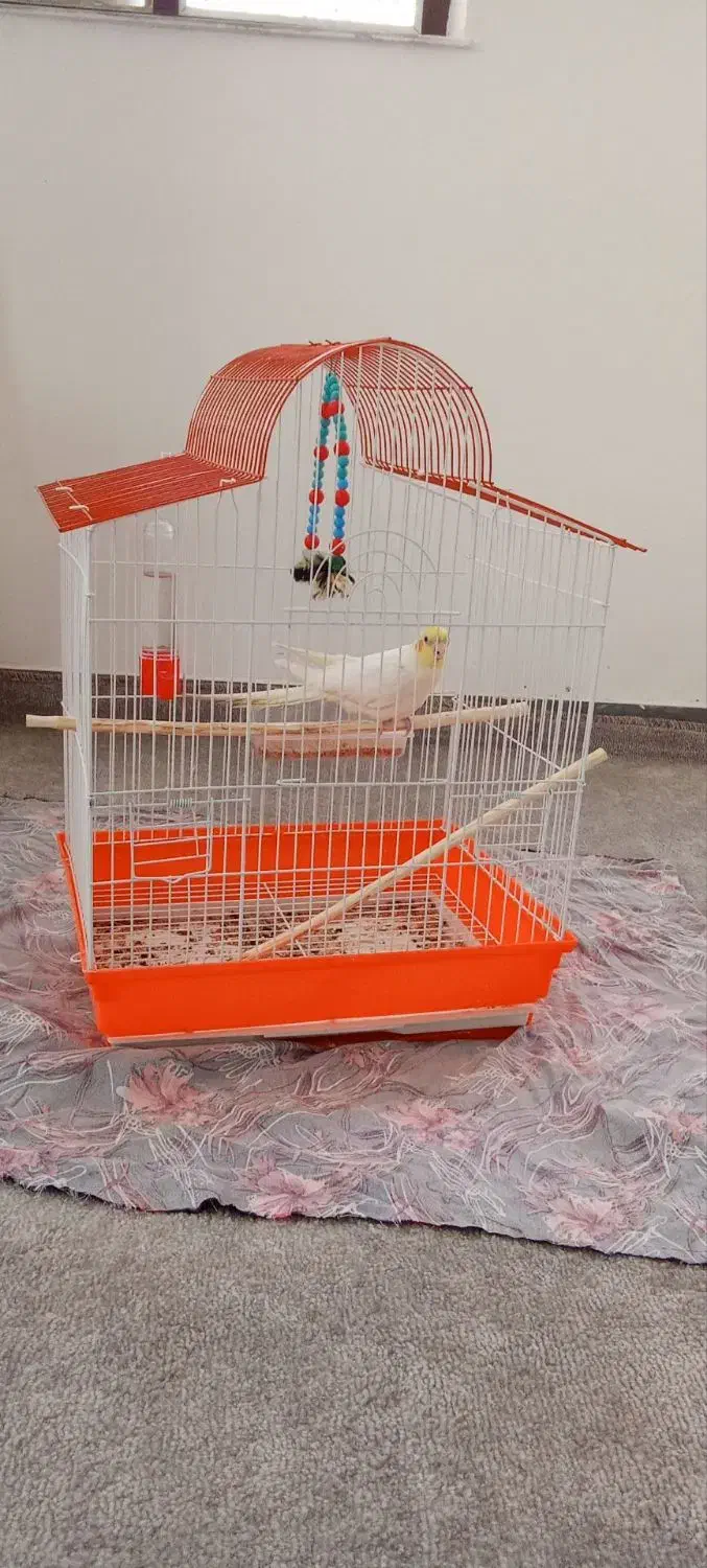 عروس هلندی|پرنده|شاهین دژ, |دیوار