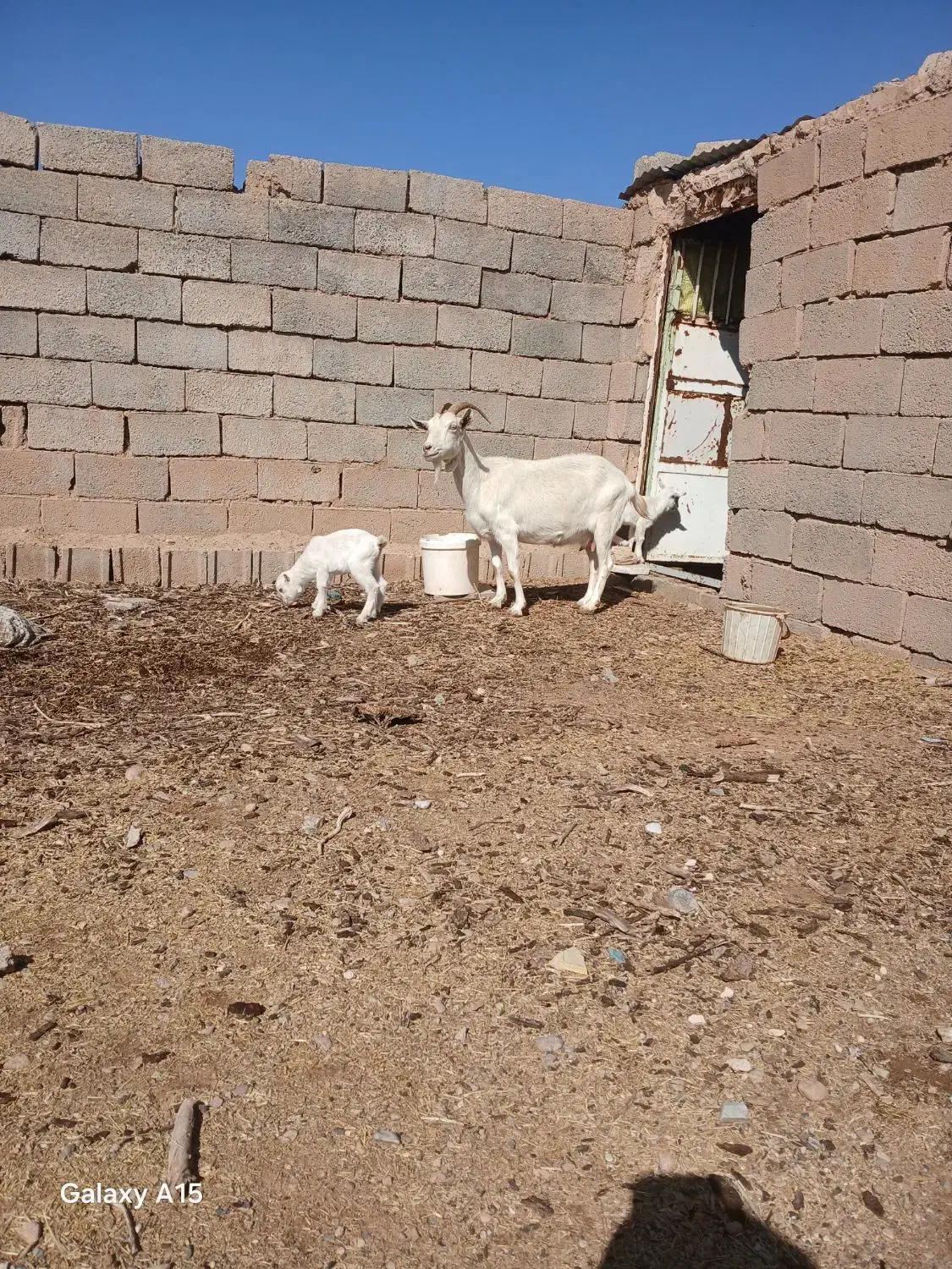 بز سانن|حیوانات مزرعه|سده (خراسان جنوبی), |دیوار