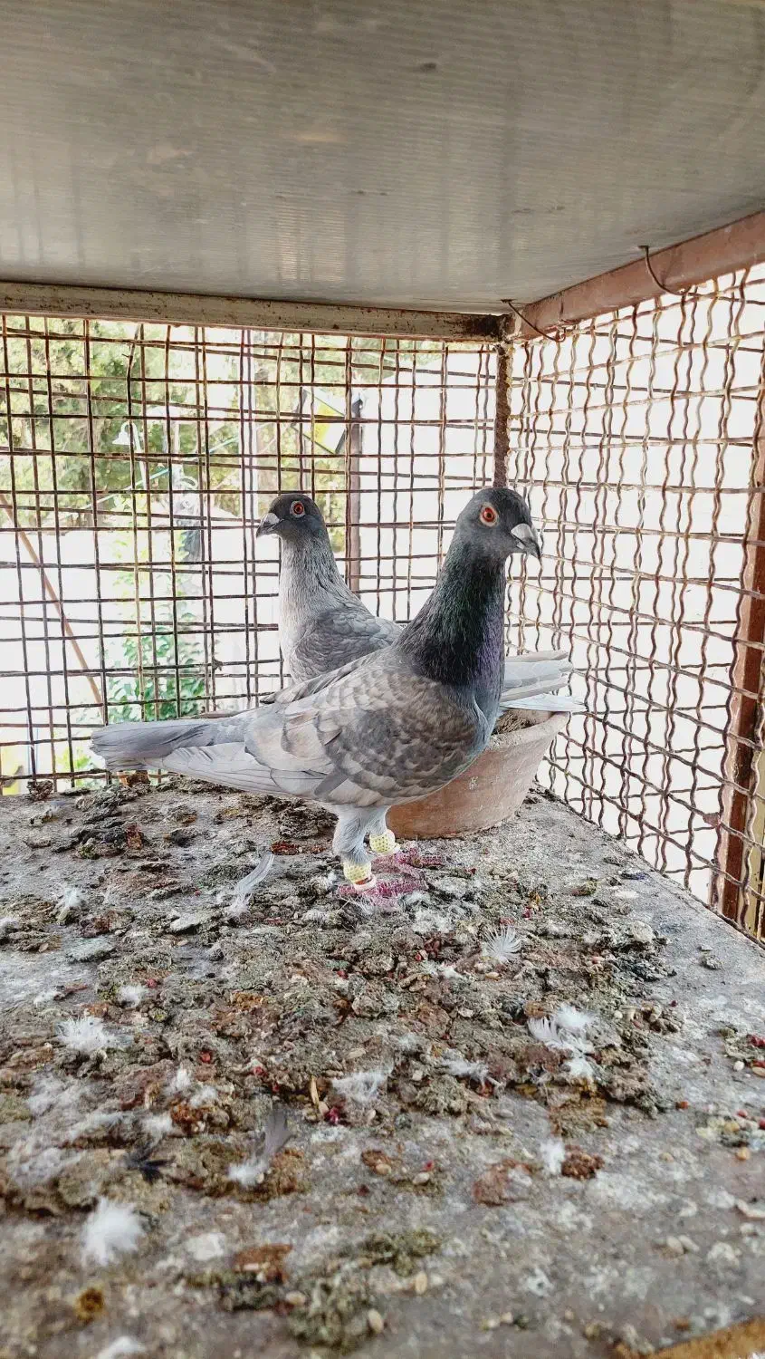 کفتر پلاکی|پرنده|شیراز, دکتر حسابی|دیوار